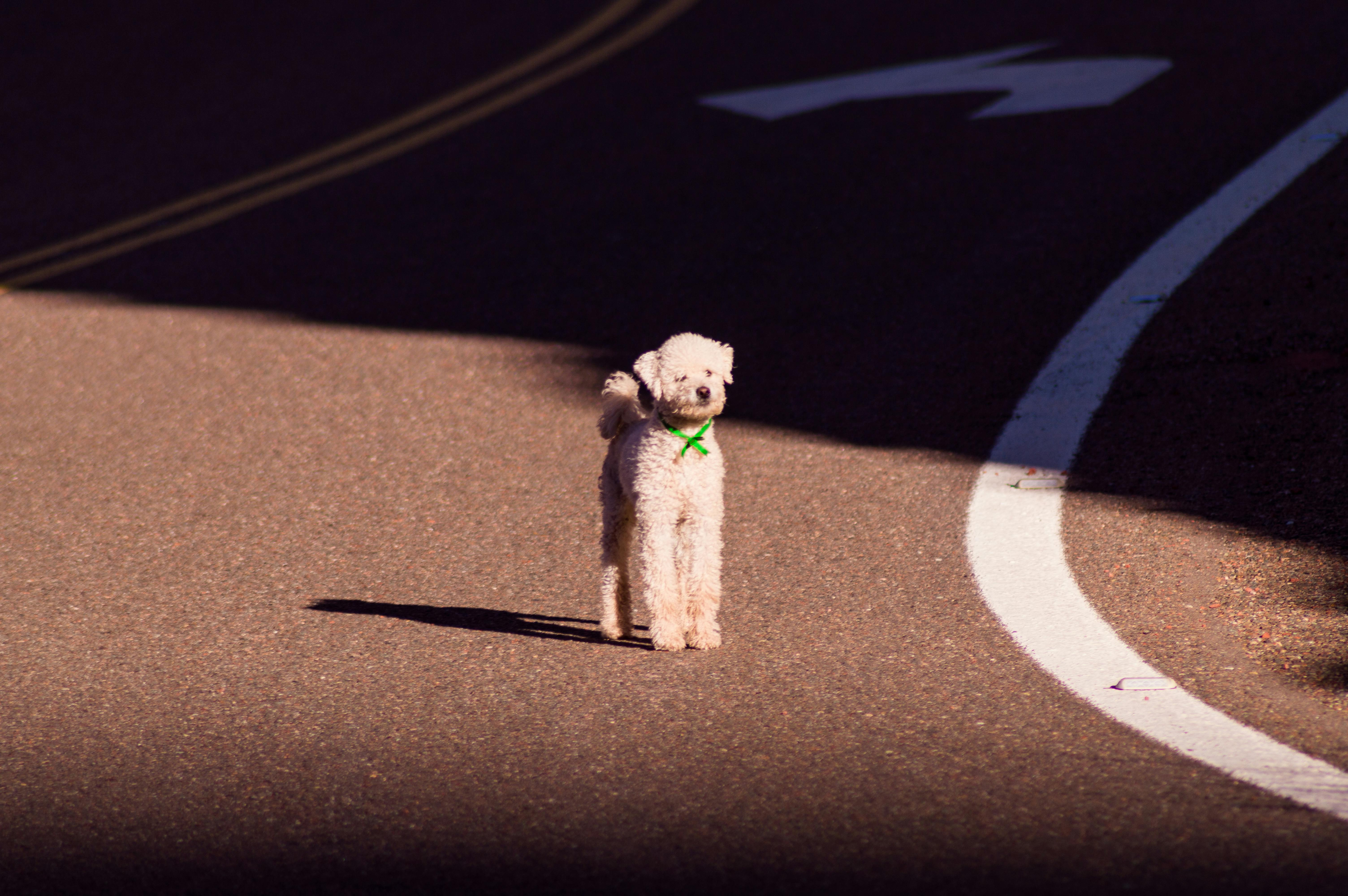 Little white dog with a green ribbon in the middle of the street.