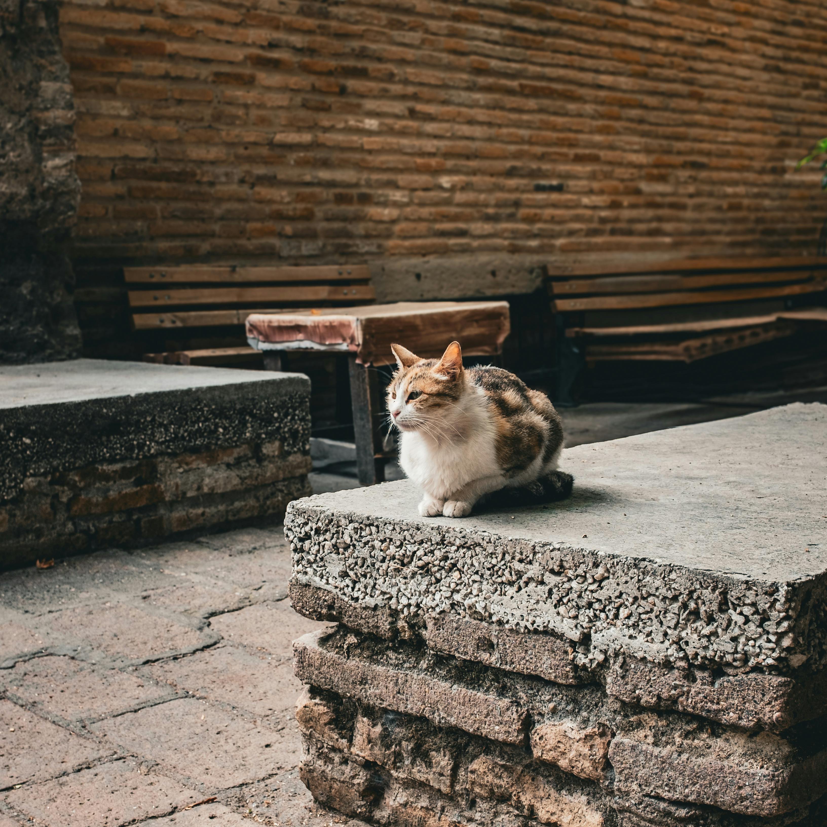 Street cat.